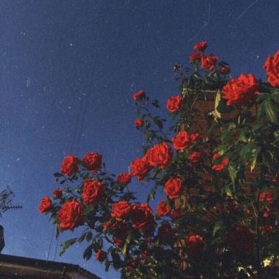 樱花恋爱大作战官方版下载